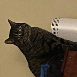 Lost Cat Nico