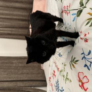 Lost Cat Mystic