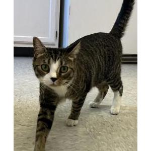 Lost Cat Pepper