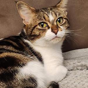 Lost Cat Knopka
