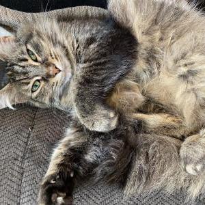 Image of Katnis, Lost Cat