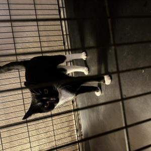 Found Cat Uknown