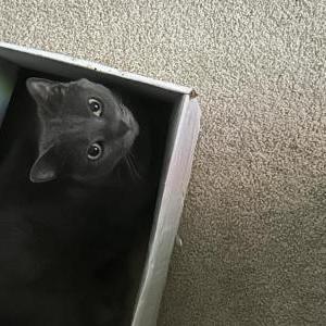 Image of Gracie, Lost Cat
