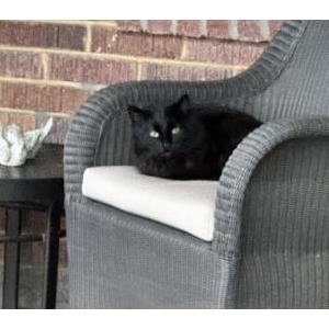 Found Cat unknown