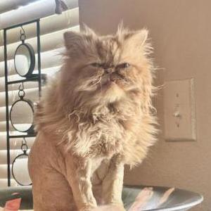 Lost Cat Ozzy