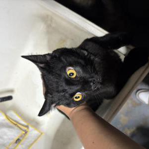 Found Cat Phantom