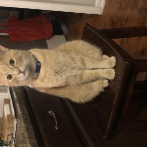 Lost Cat Calvin
