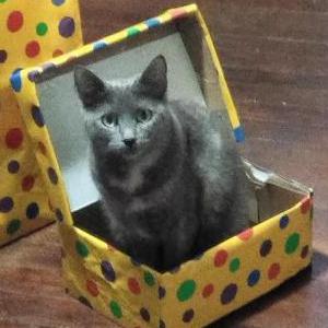 Lost Cat Kali