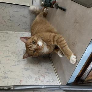 Image of Bradley, Lost Cat