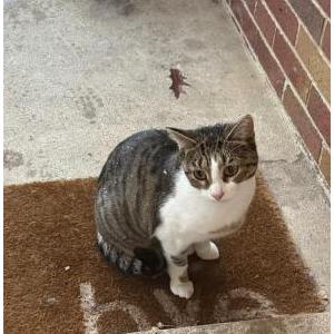Lost Cat Bean