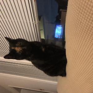 Found Cat Unknown