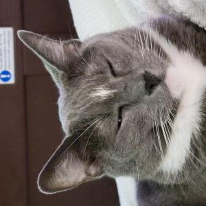 Image of Suki, Lost Cat