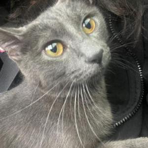 Lost Cat Bokki