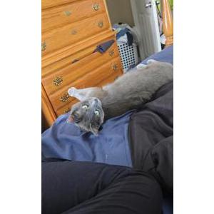 Lost Cat Tito