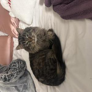 Image of Birdie, Lost Cat