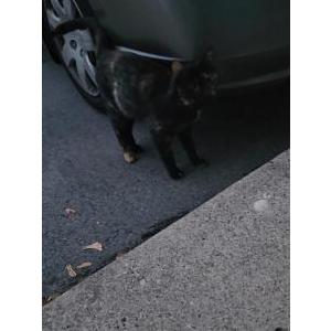 Found Cat Tortoiseshell