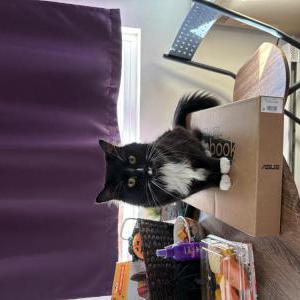 Image of Draco, Lost Cat