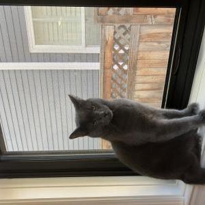 Lost Cat Dash