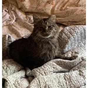 Image of Baby Cat, Lost Cat