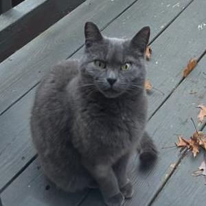 Found Cat Sesame