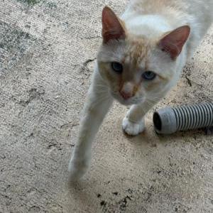 Lost Cat Bubbles