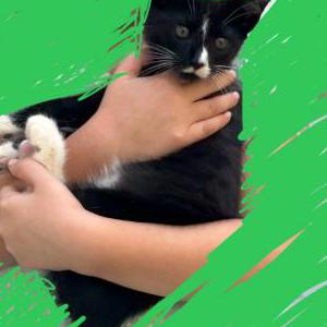 Image of Oreo, Lost Cat