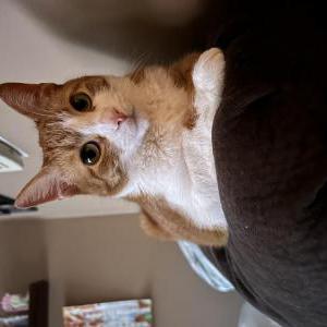 Lost Cat Nemo