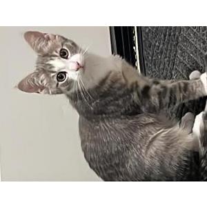 Lost Cat Pepper