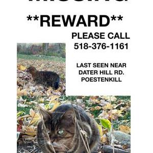 Lost Cat Elusivina