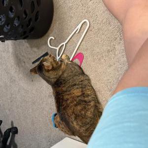 Lost Cat Little bit