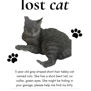 Image of Lolo, Lost Cat