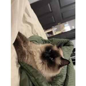 Image of Nismo, Lost Cat