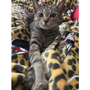 Lost Cat Macky