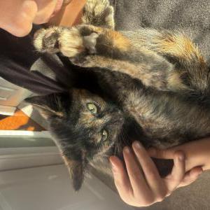 Image of Unknown, Found Cat