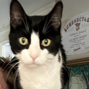 Image of Marvin, Lost Cat