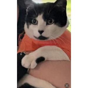 Lost Cat Cleo