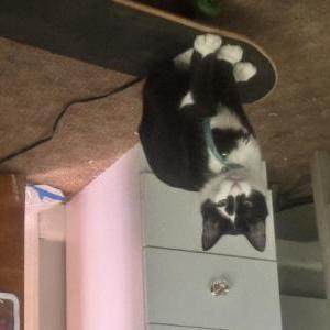 Lost Cat Tom