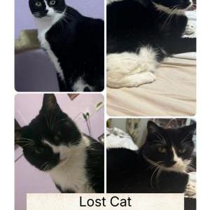 Lost Cat Midnight