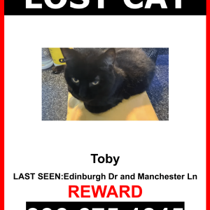 Image of Toby, Lost Cat