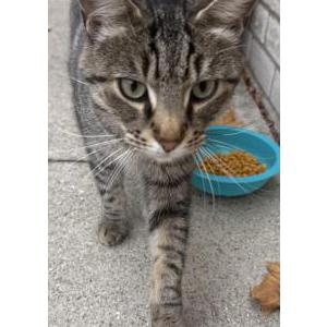 Found Cat Unknown