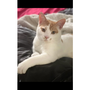 Lost Cat Milo