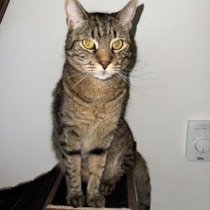 Lost Cat Mister