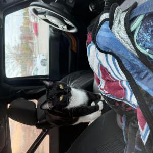 Lost Cat Earl