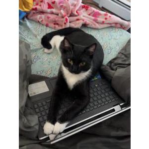 2nd Image of Earl, Lost Cat