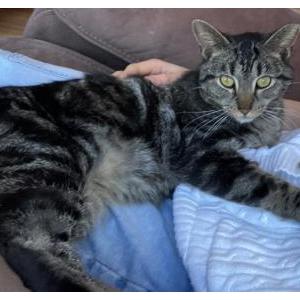Image of Micika, Lost Cat