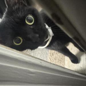 Found Cat Unknown