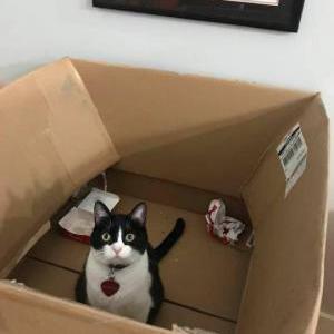 Lost Cat Noodle