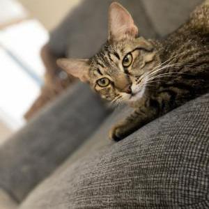 Lost Cat Sammie