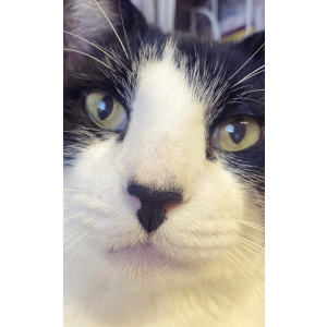 Image of Ramone, Lost Cat