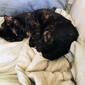 Lost Cat Salem